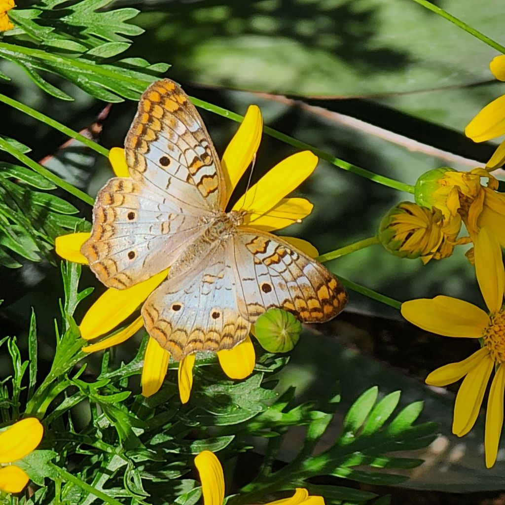 20250407_1630286533779588769157616