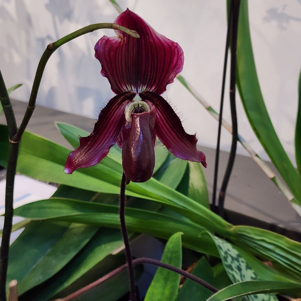 20250407_18173363529627343729015