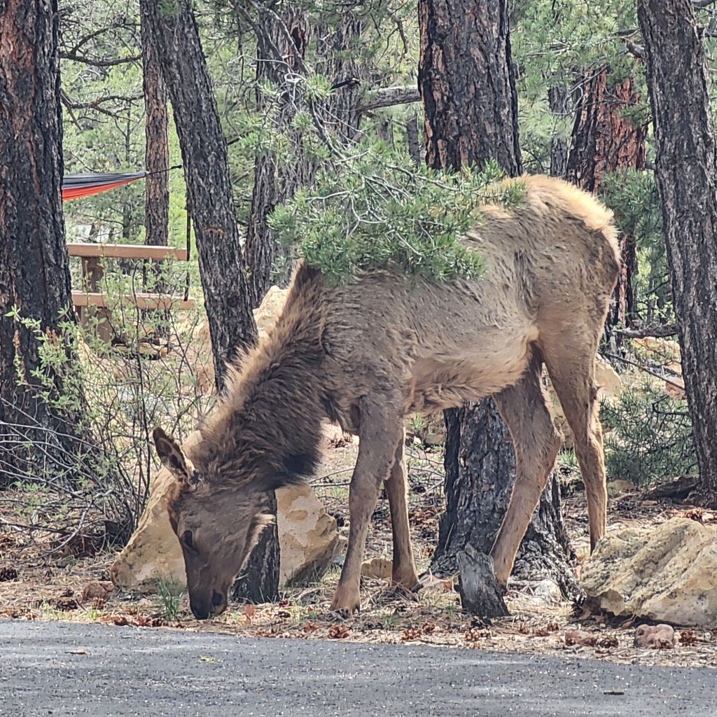 20250408_1427037459335594068661692