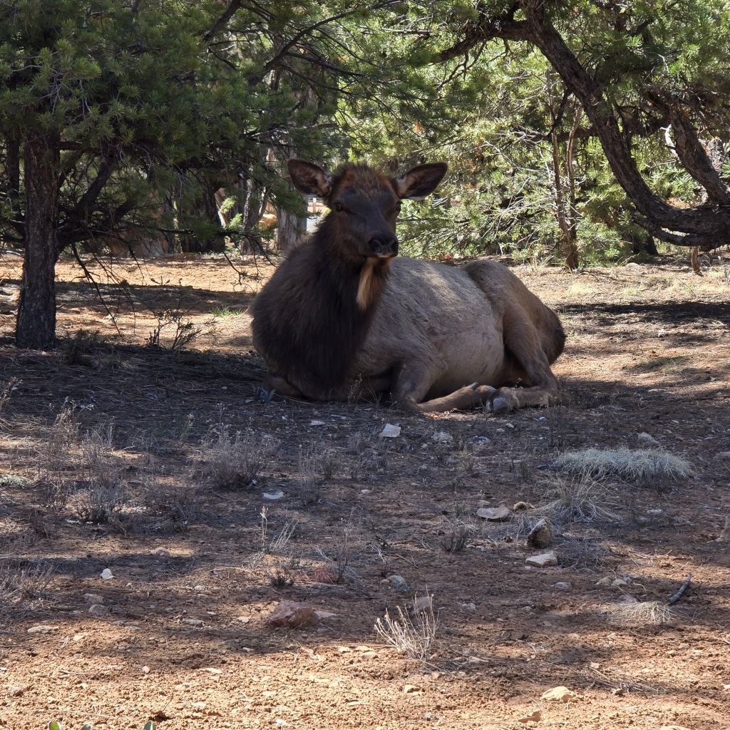 20250409_1124313485641567131786623