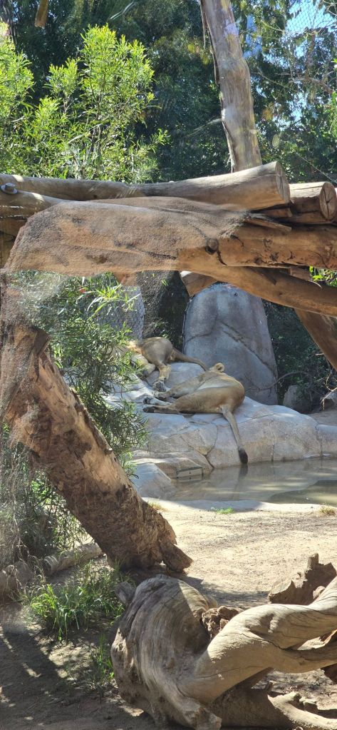 20250411_1033433852226786261756865