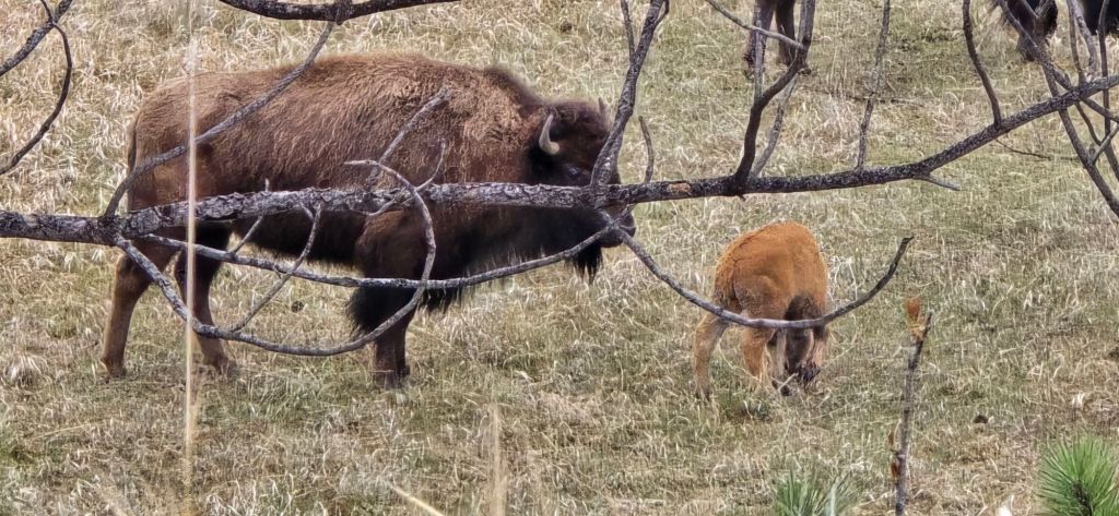 20250425_1709113839223405314412050