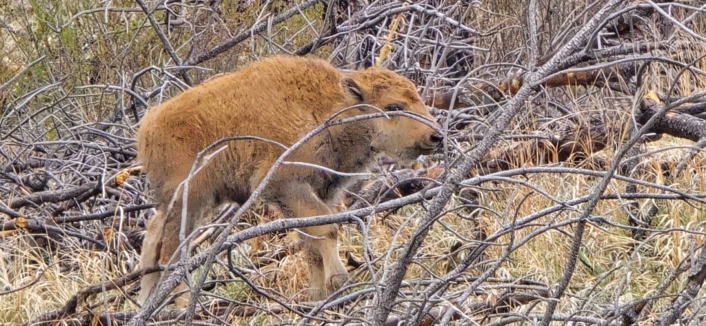 20250425_1709462863053859366365246